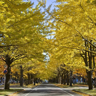 现在日本留学，学什么专业就业前景好